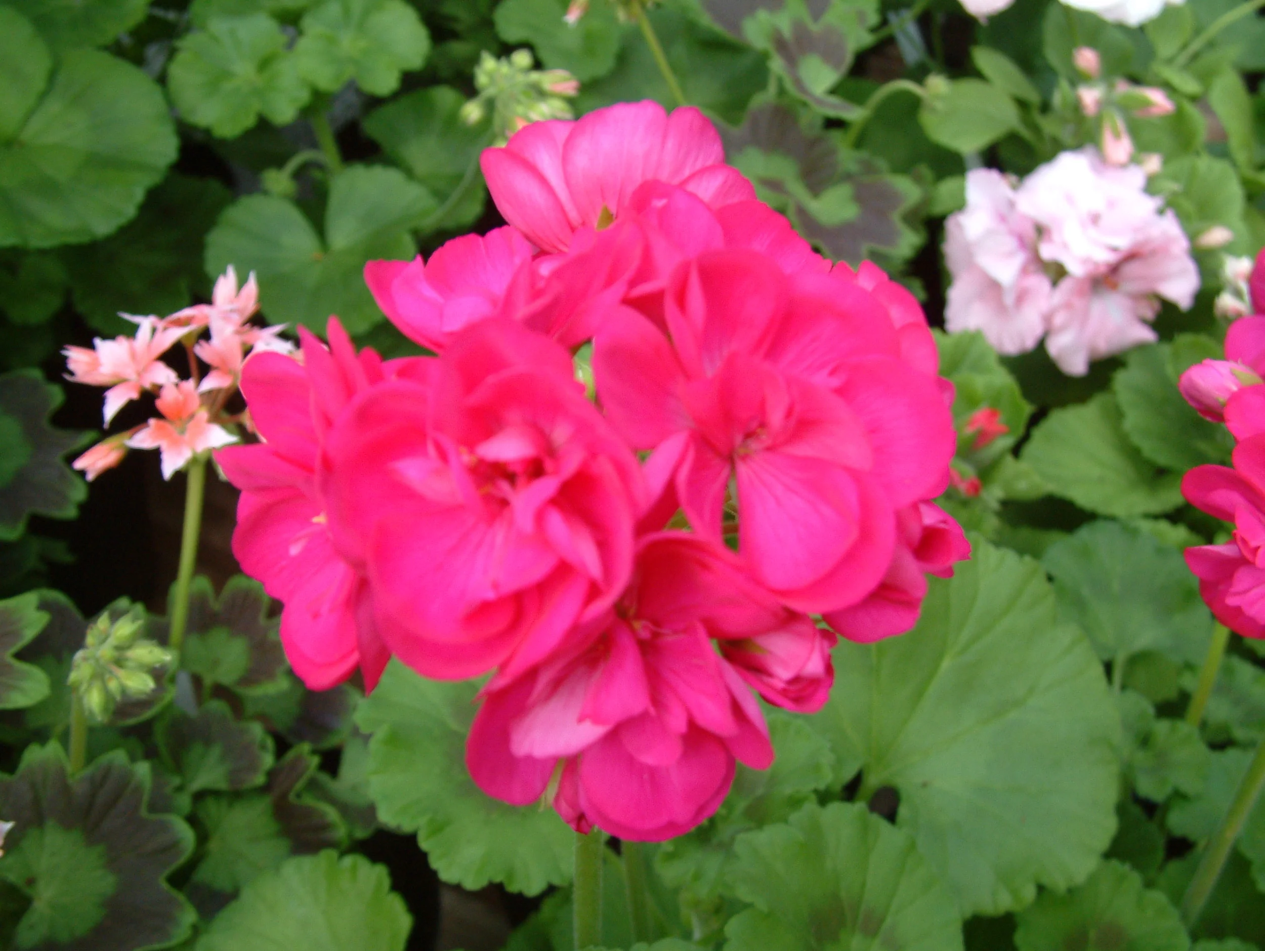 Geranium (16).jpg
