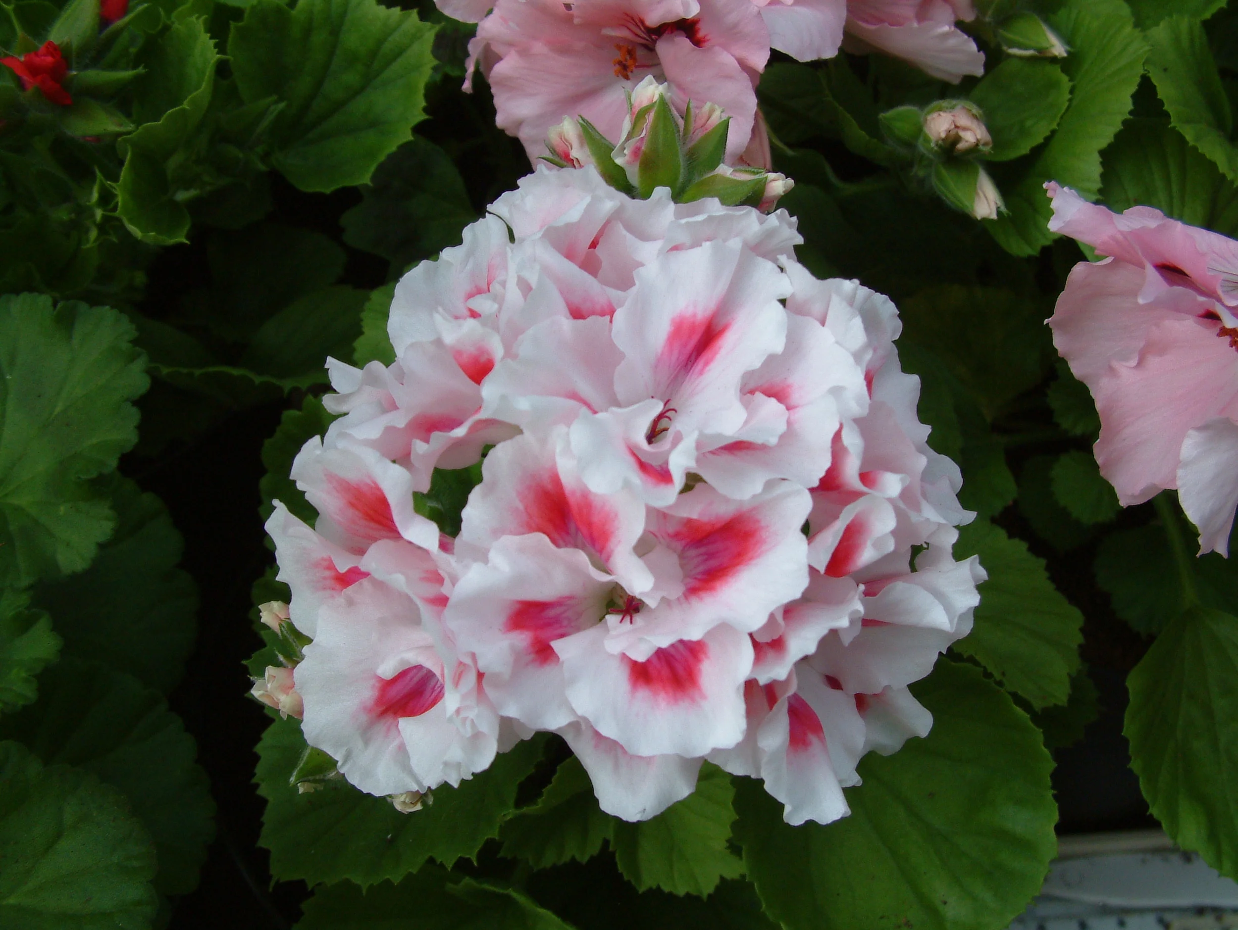 Geranium (17).jpg