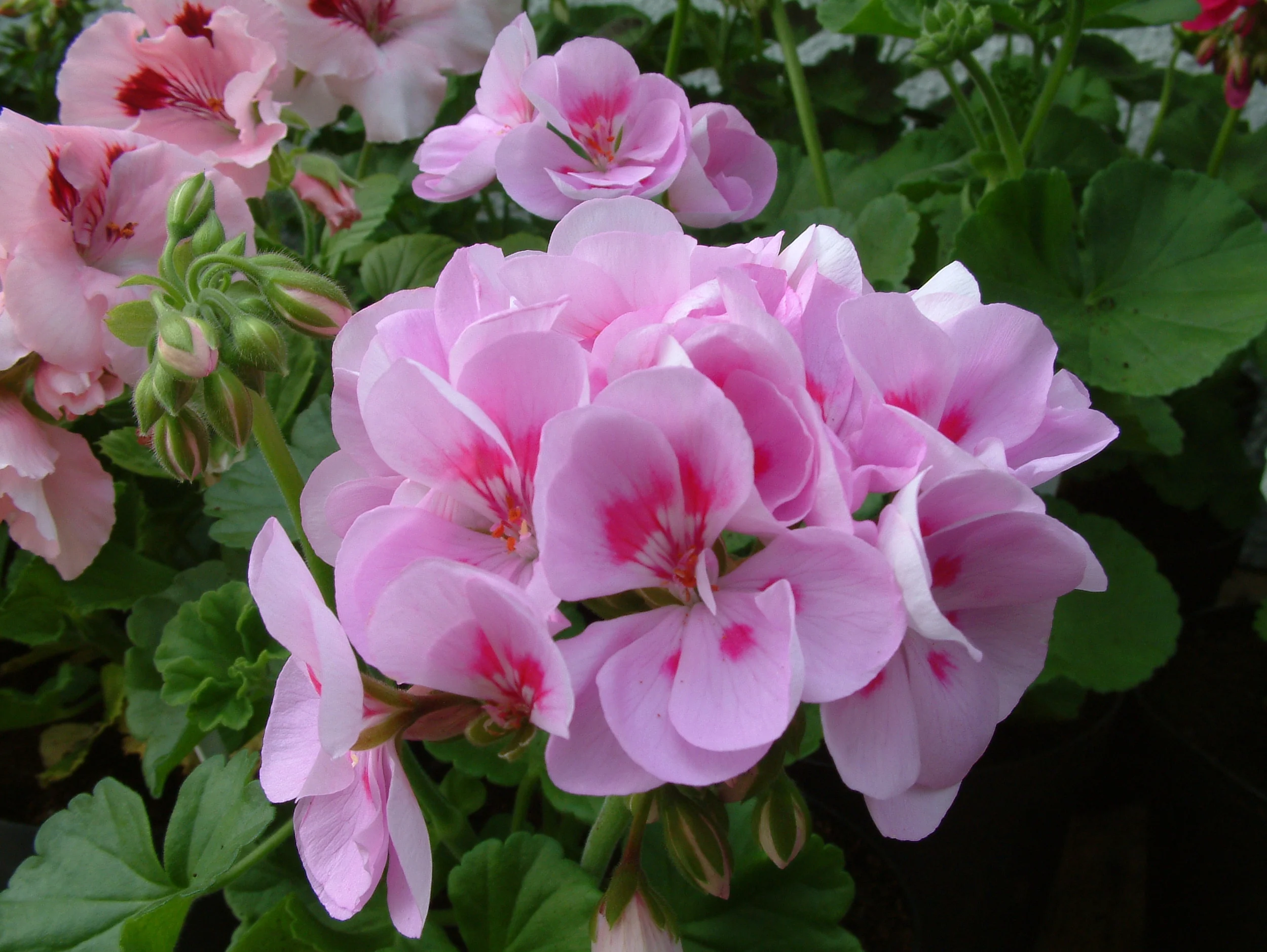 Geranium (18).jpg