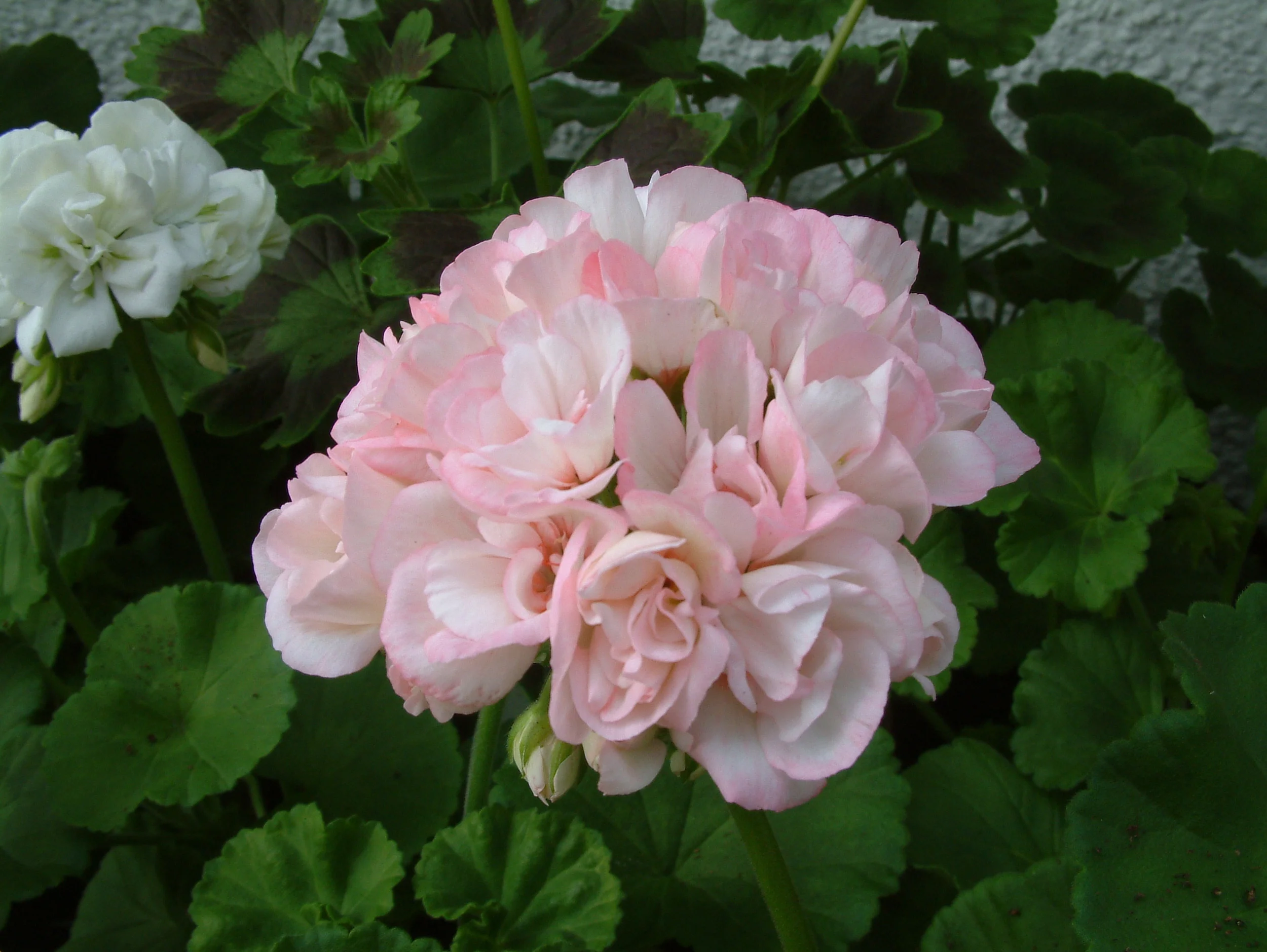 Geranium (19).jpg