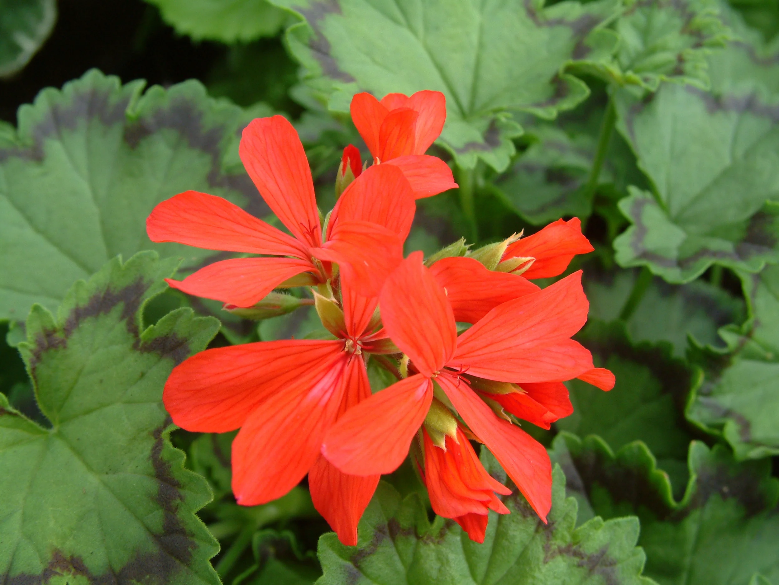 Geranium (25).jpg