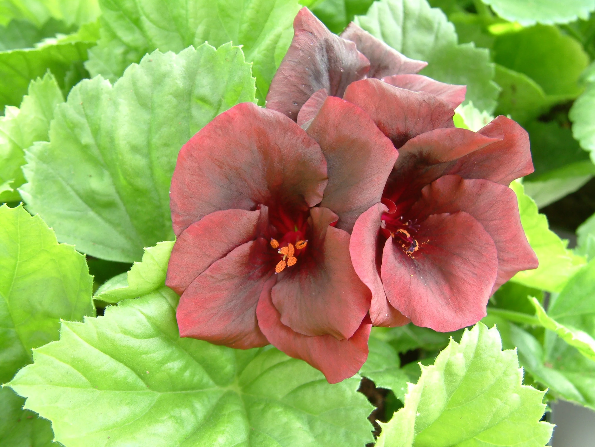 Geranium (26).jpg