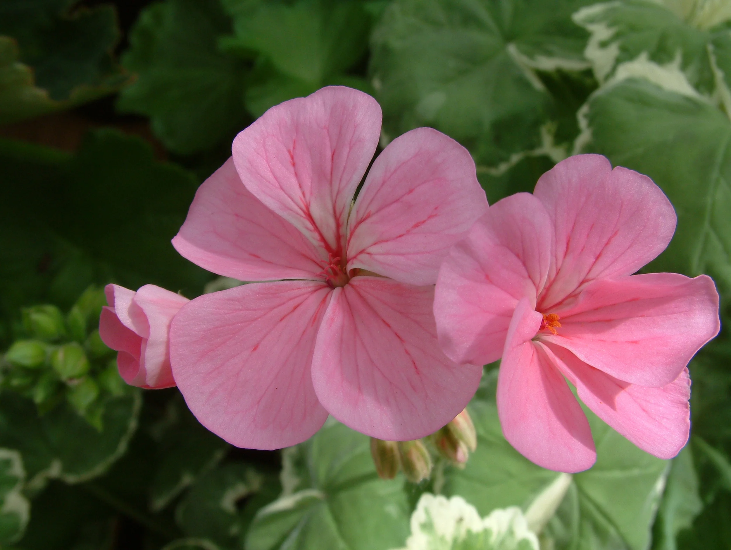 Geranium (32).jpg