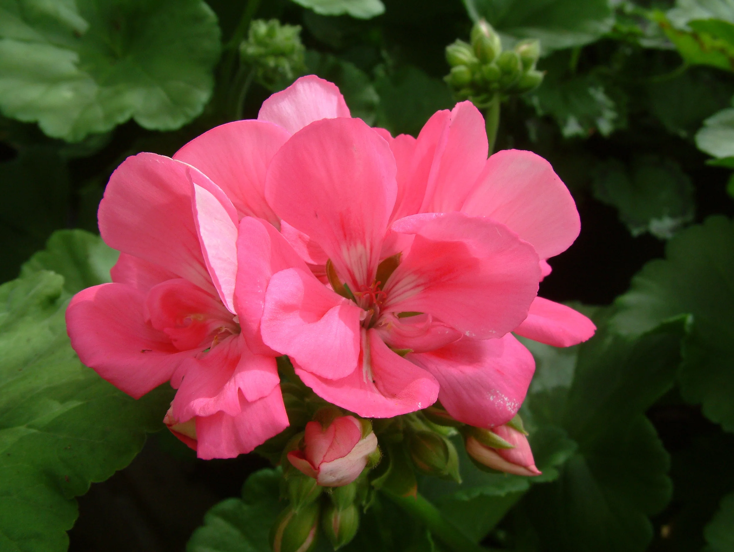Geranium (35).jpg