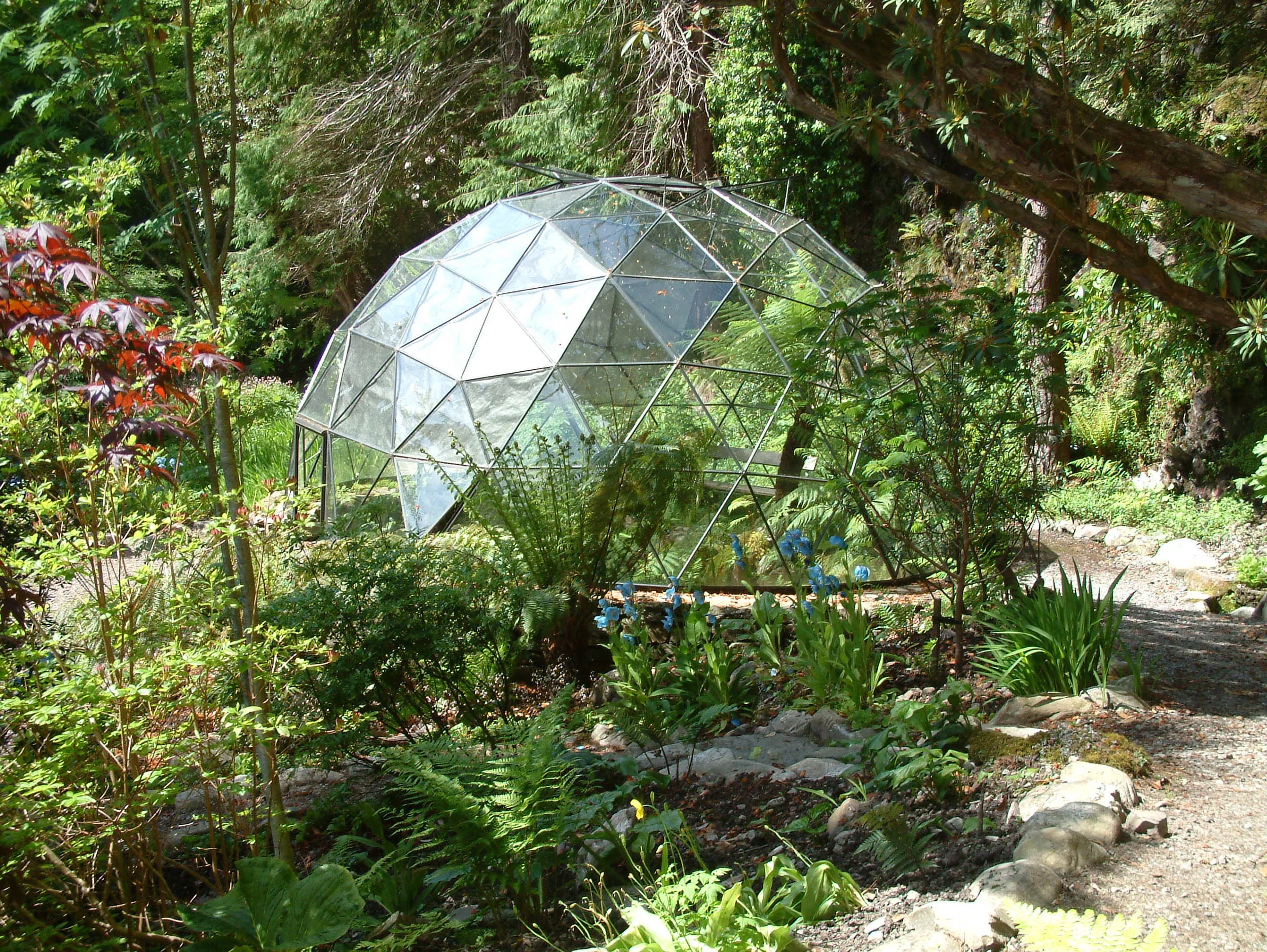 fern area with mconopsis 004.jpg