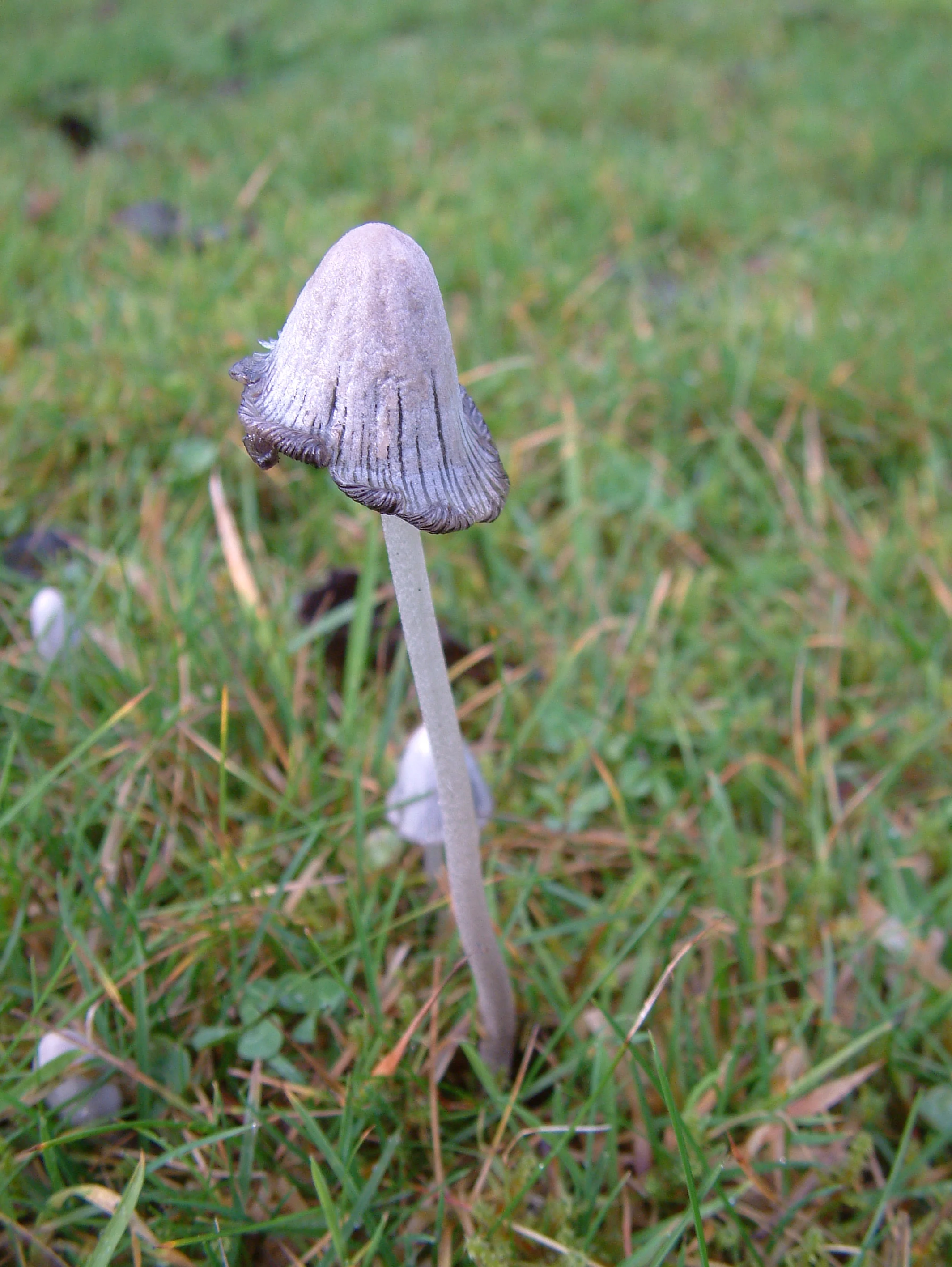fungi.jpg