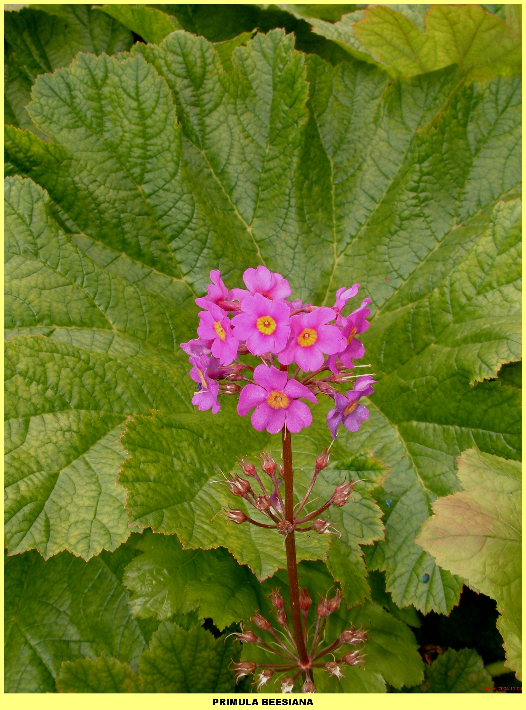 Plants (8).jpg