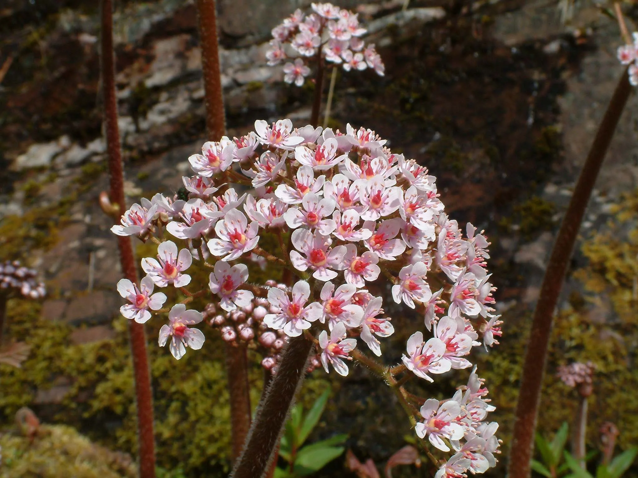 Plants (16).jpg