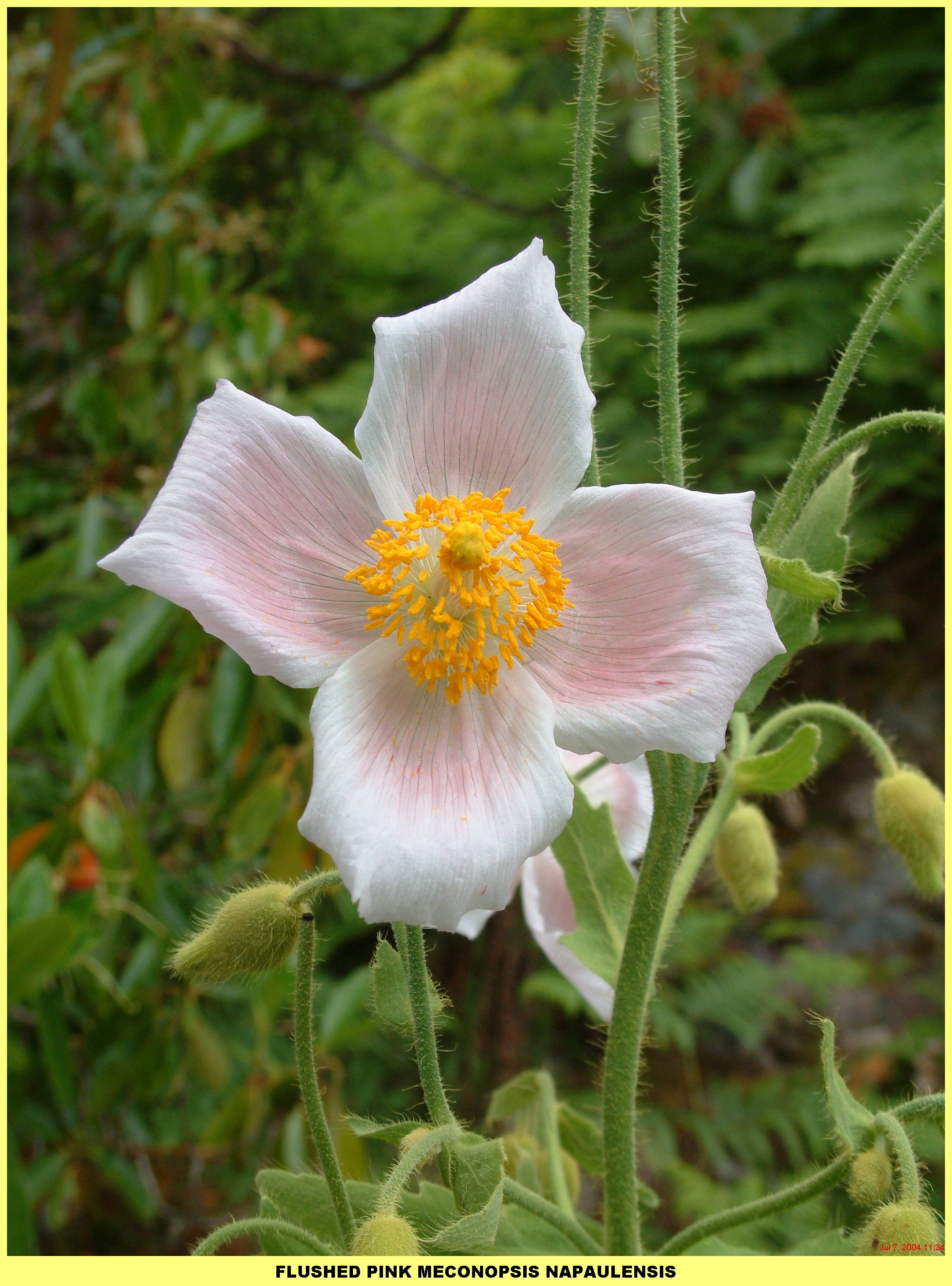 Plants (31).jpg