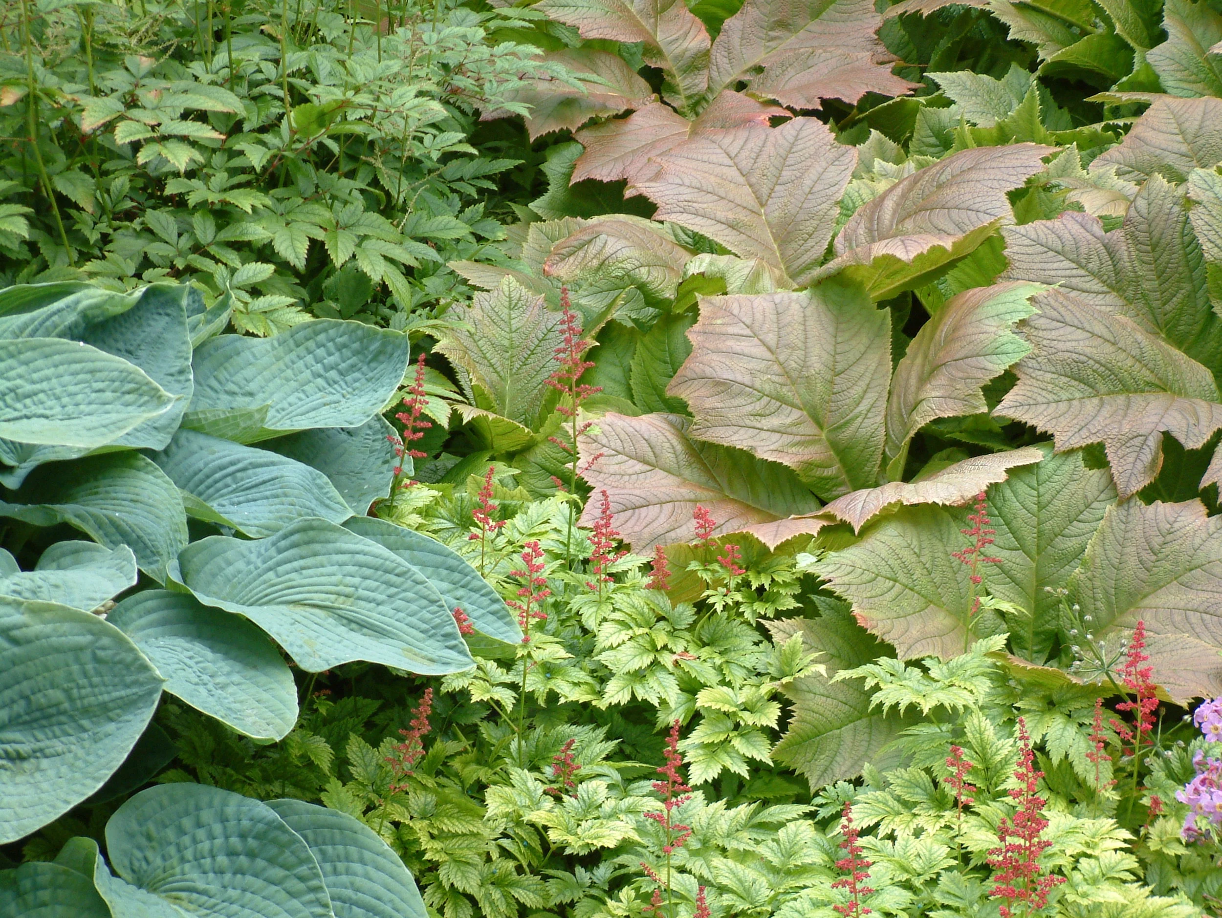 Plants (62).jpg