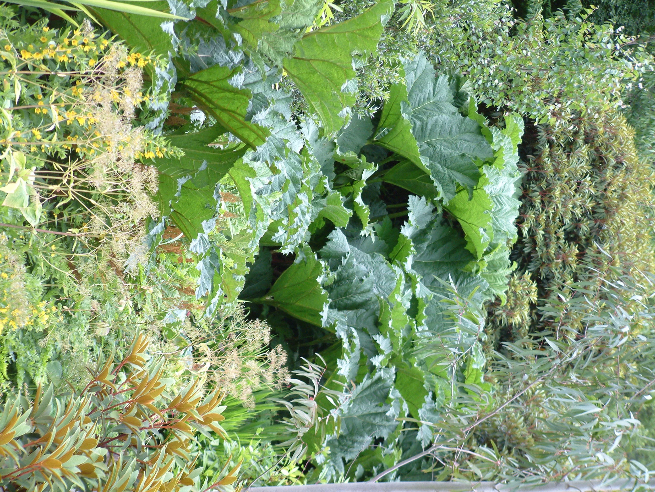 Plants (63).jpg