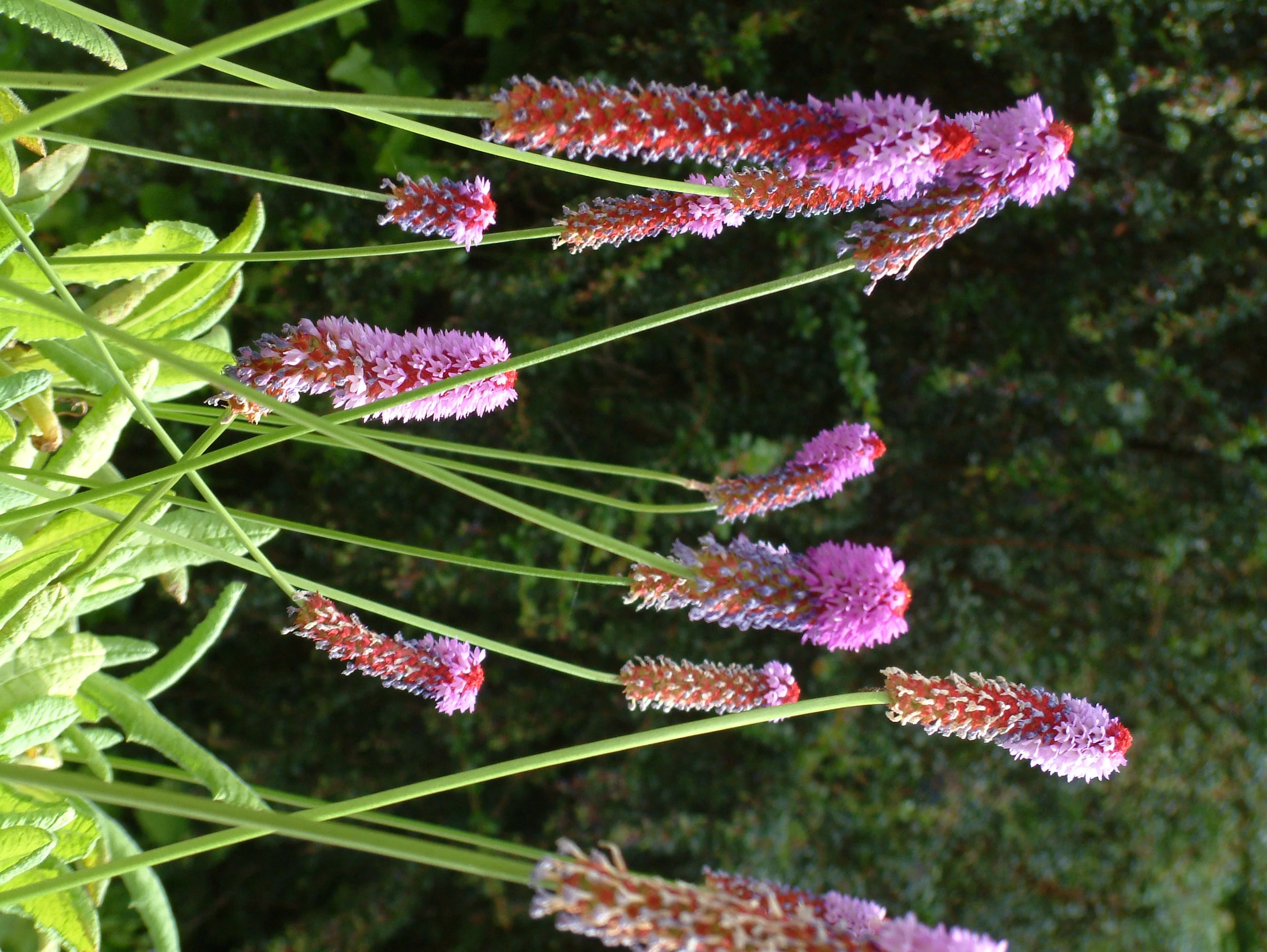 Plants (66).jpg