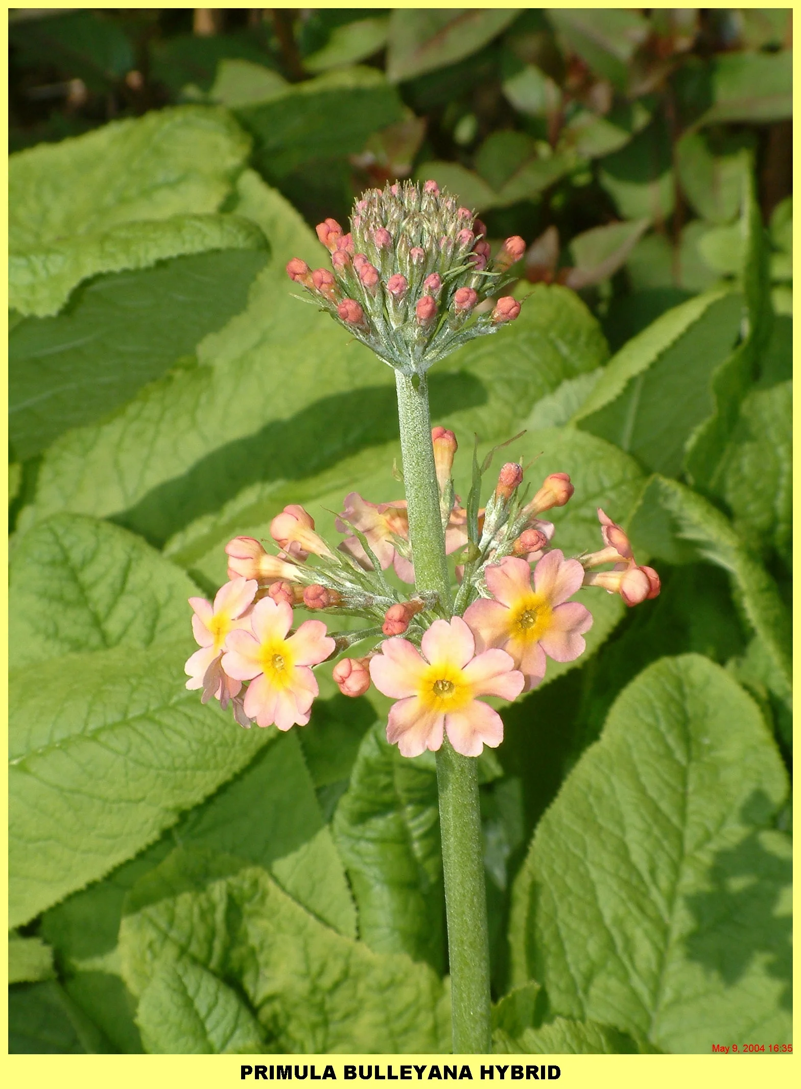 Plants (91).jpg