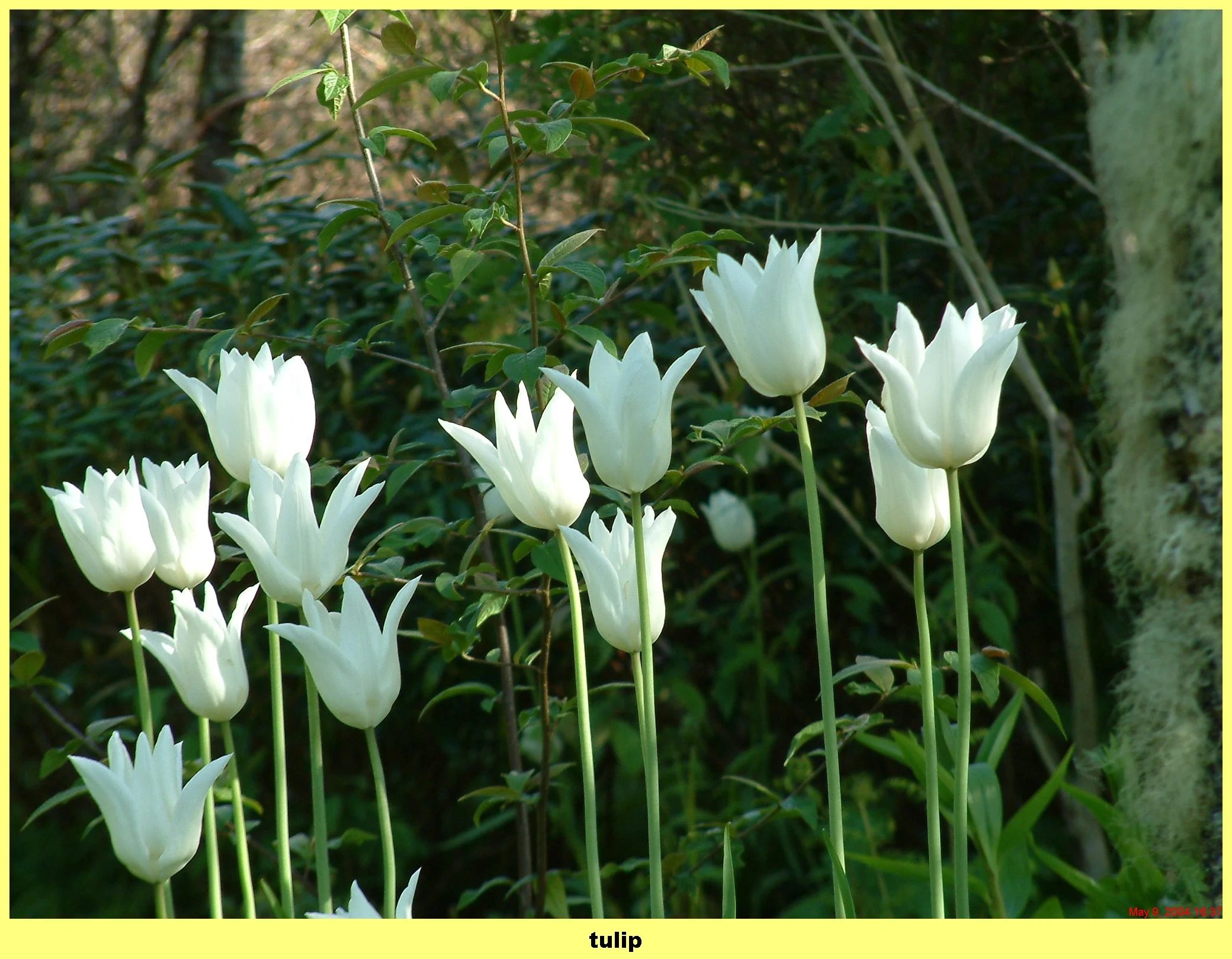 Plants (92).jpg