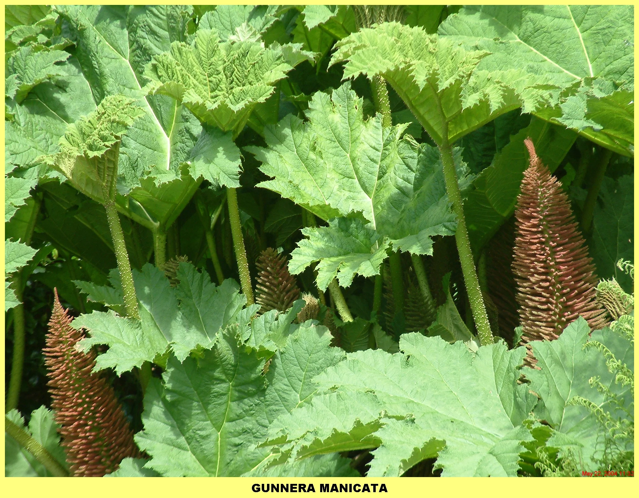 Plants (116).jpg