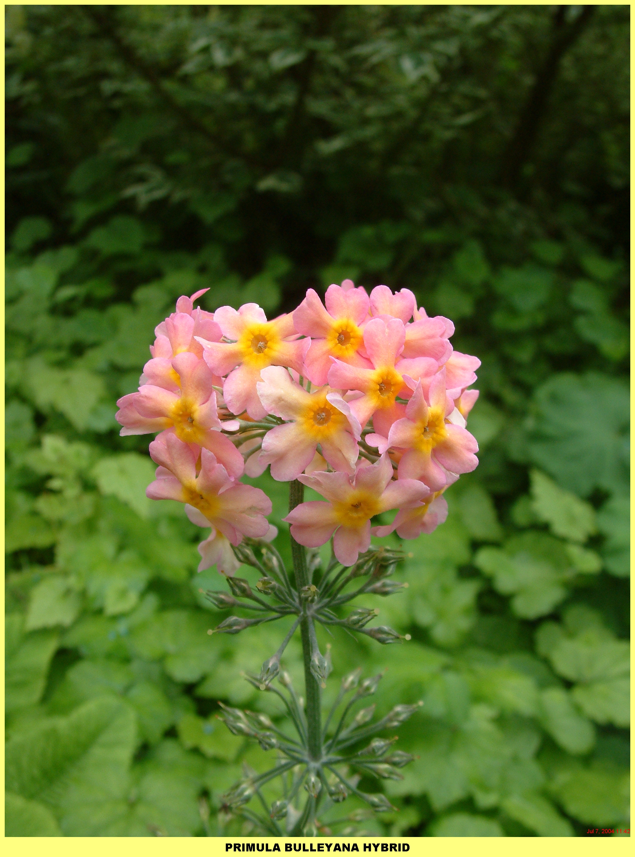 Plants (144).jpg