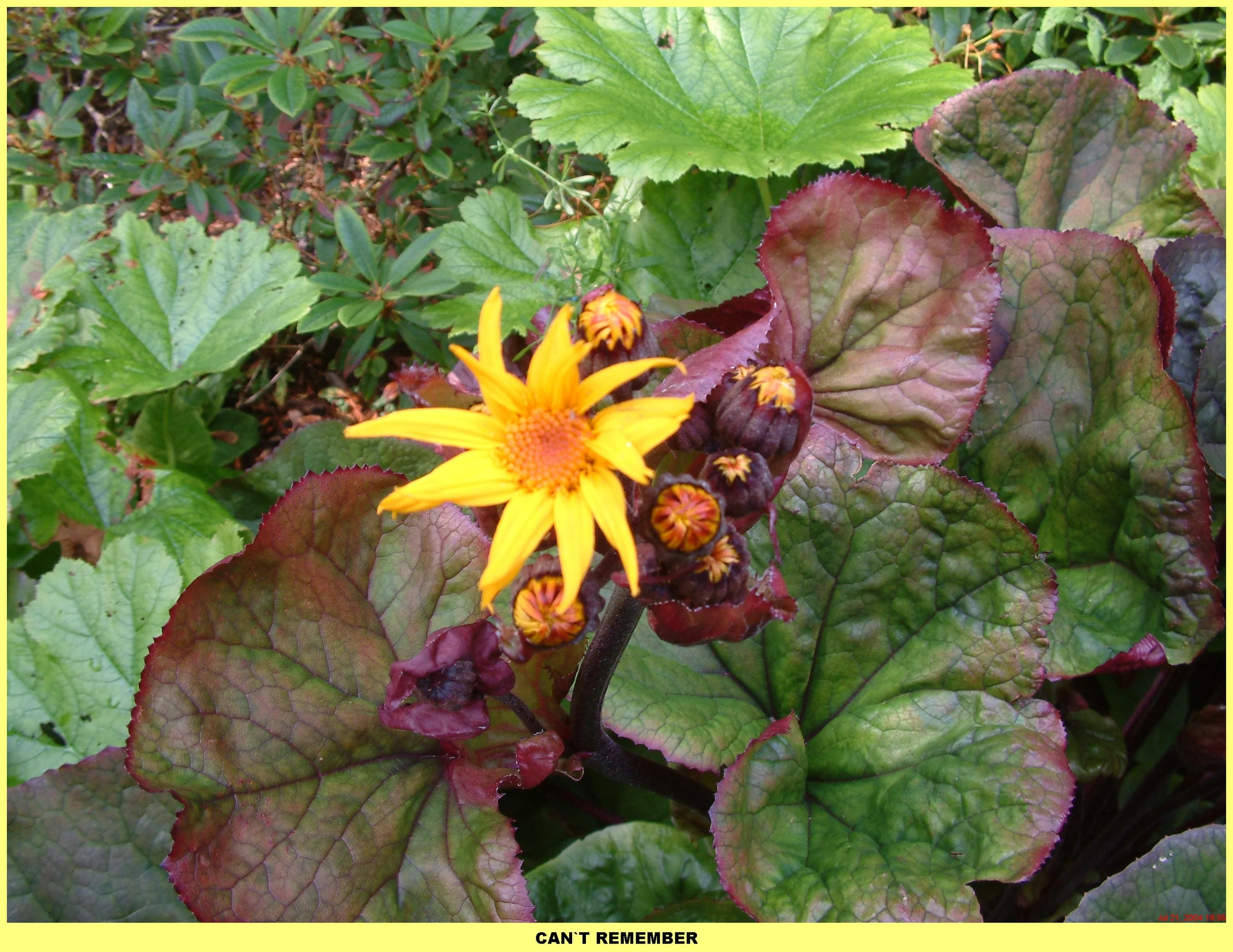 Plants (145).jpg