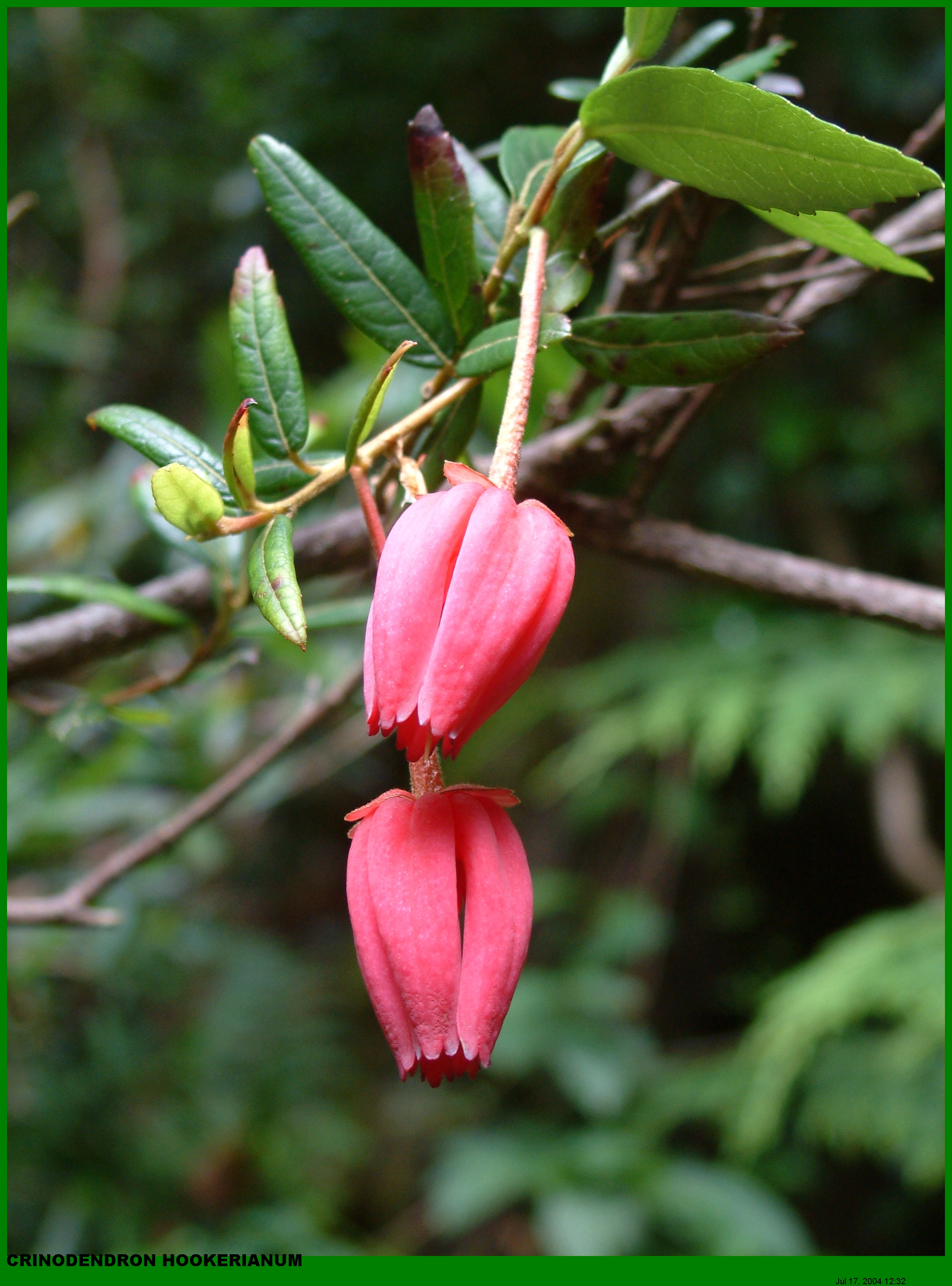 Plants (153).jpg