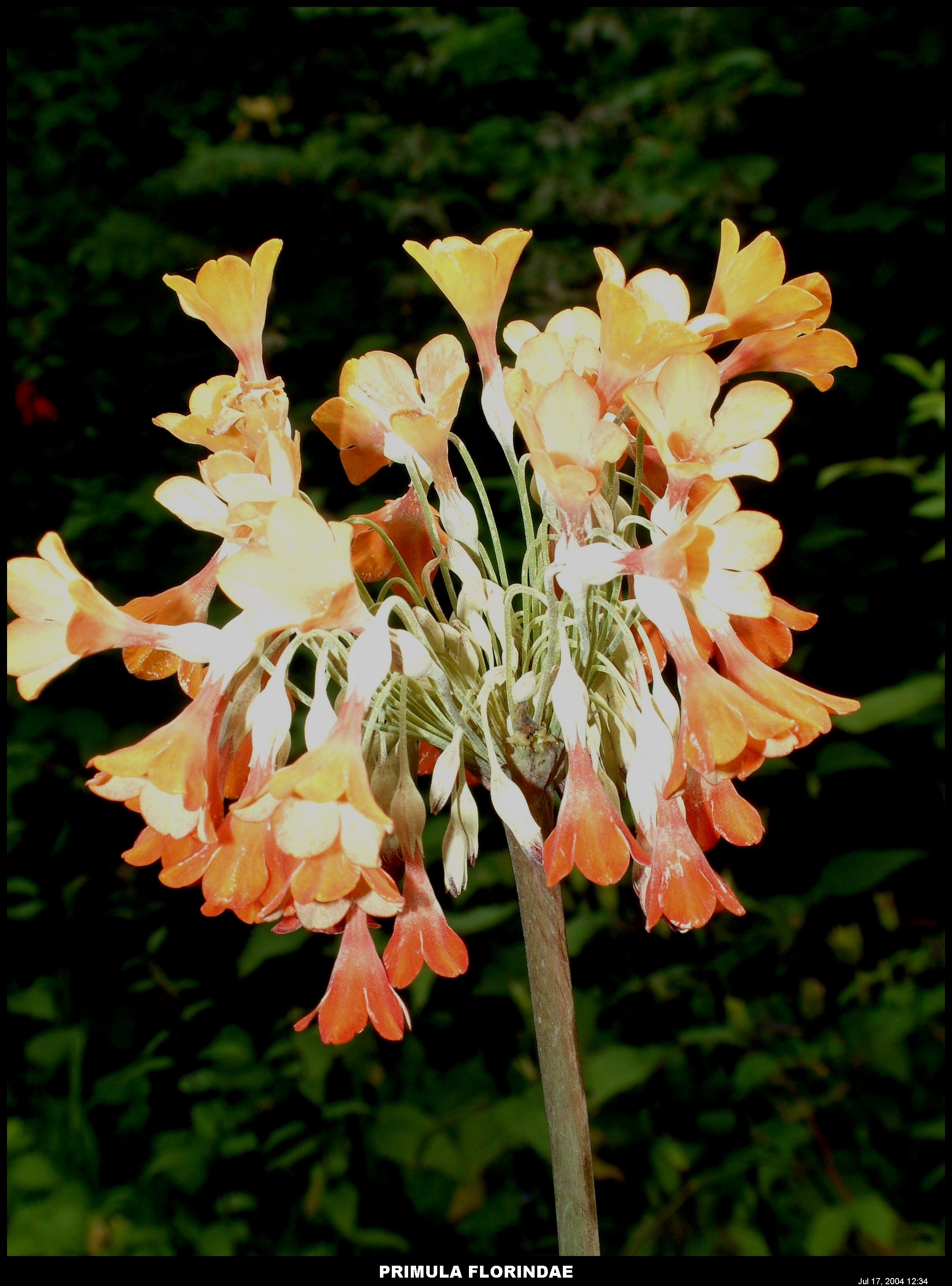 Plants (157).jpg