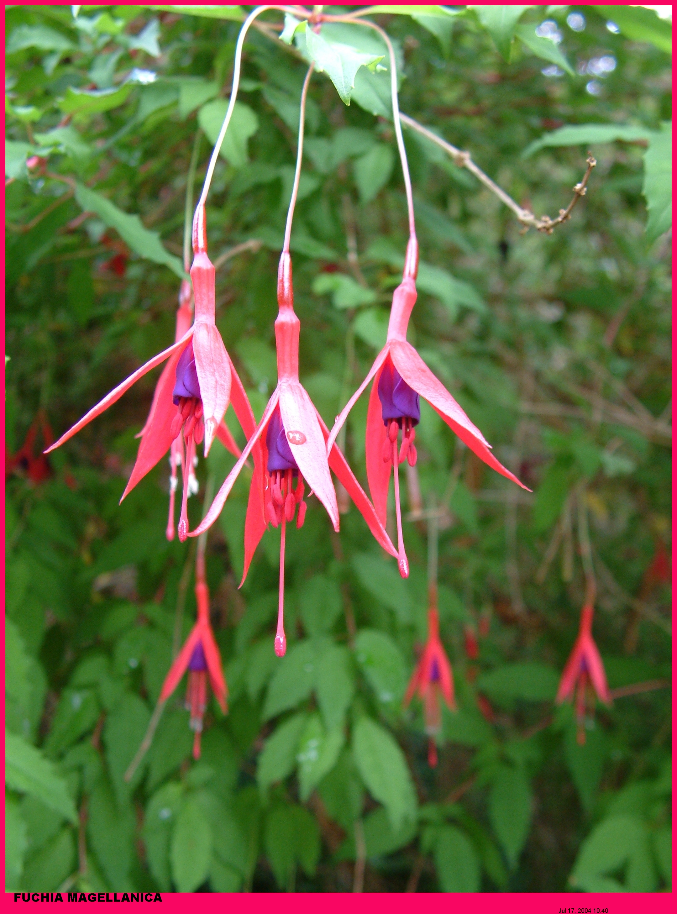 Plants (155).jpg