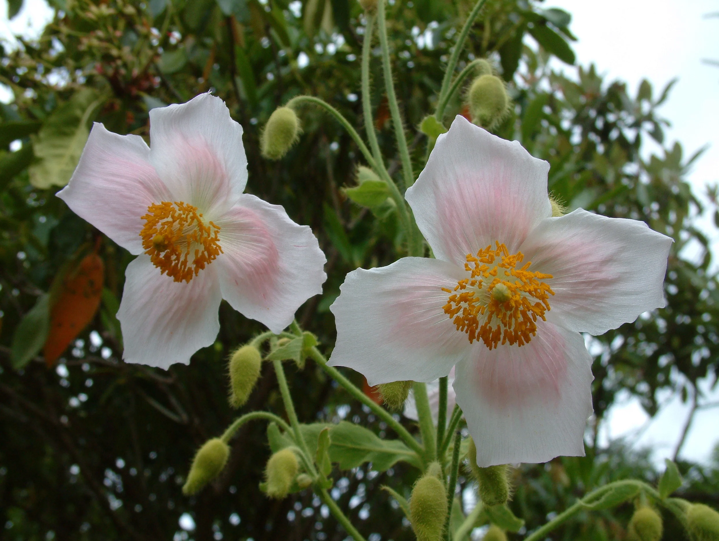 Plants (161).jpg