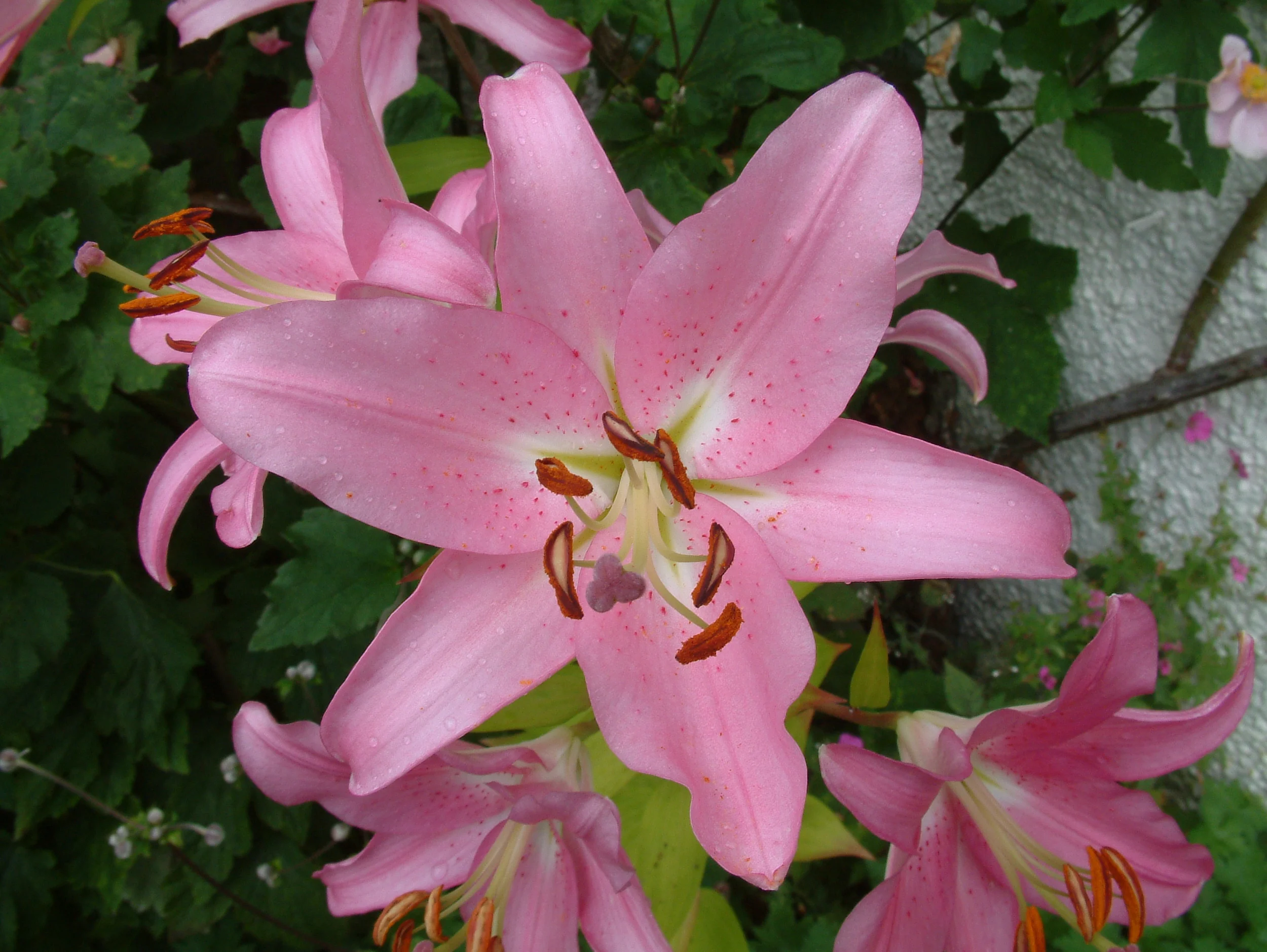 Plants (184).jpg