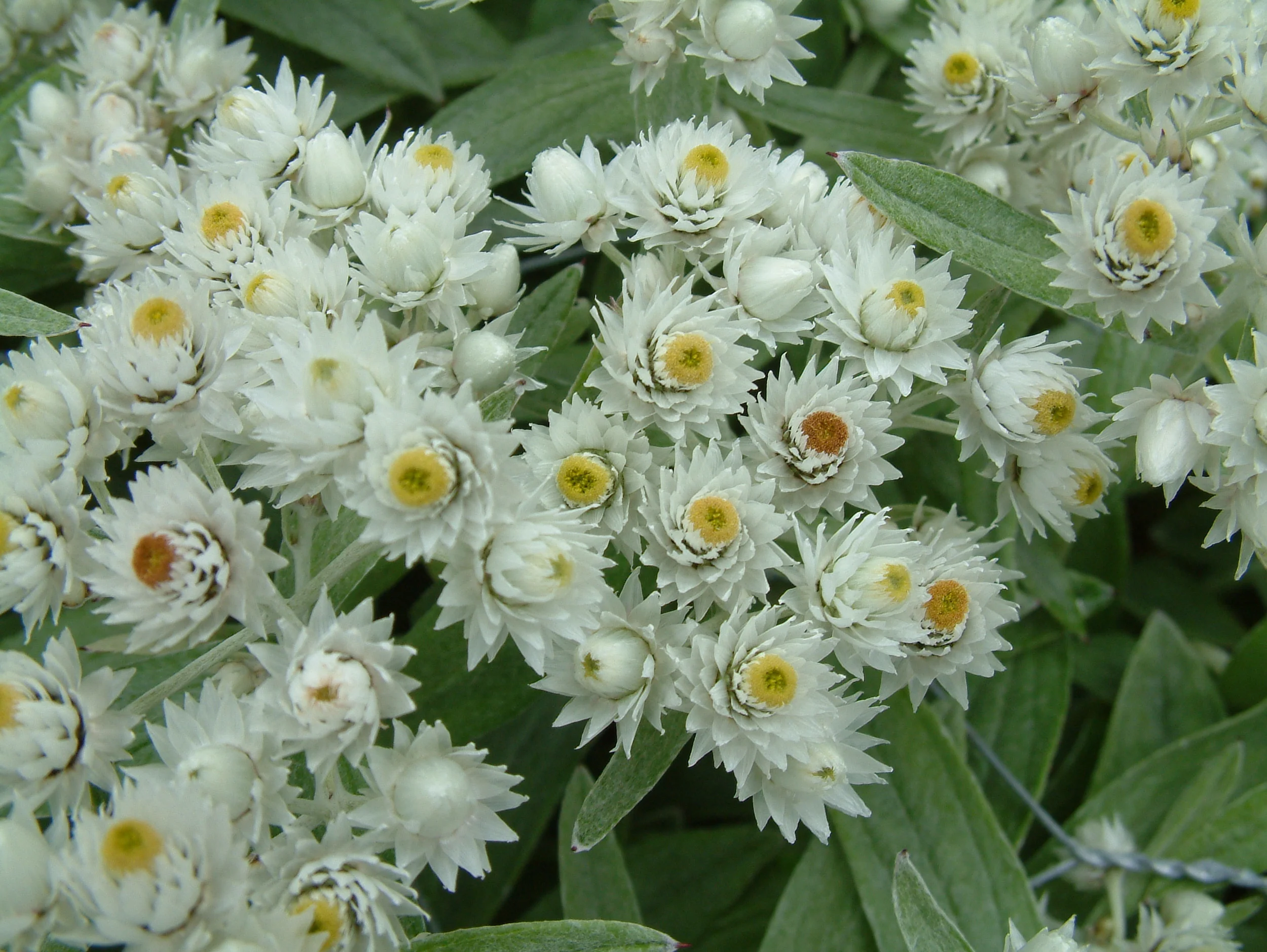 Plants (186).jpg