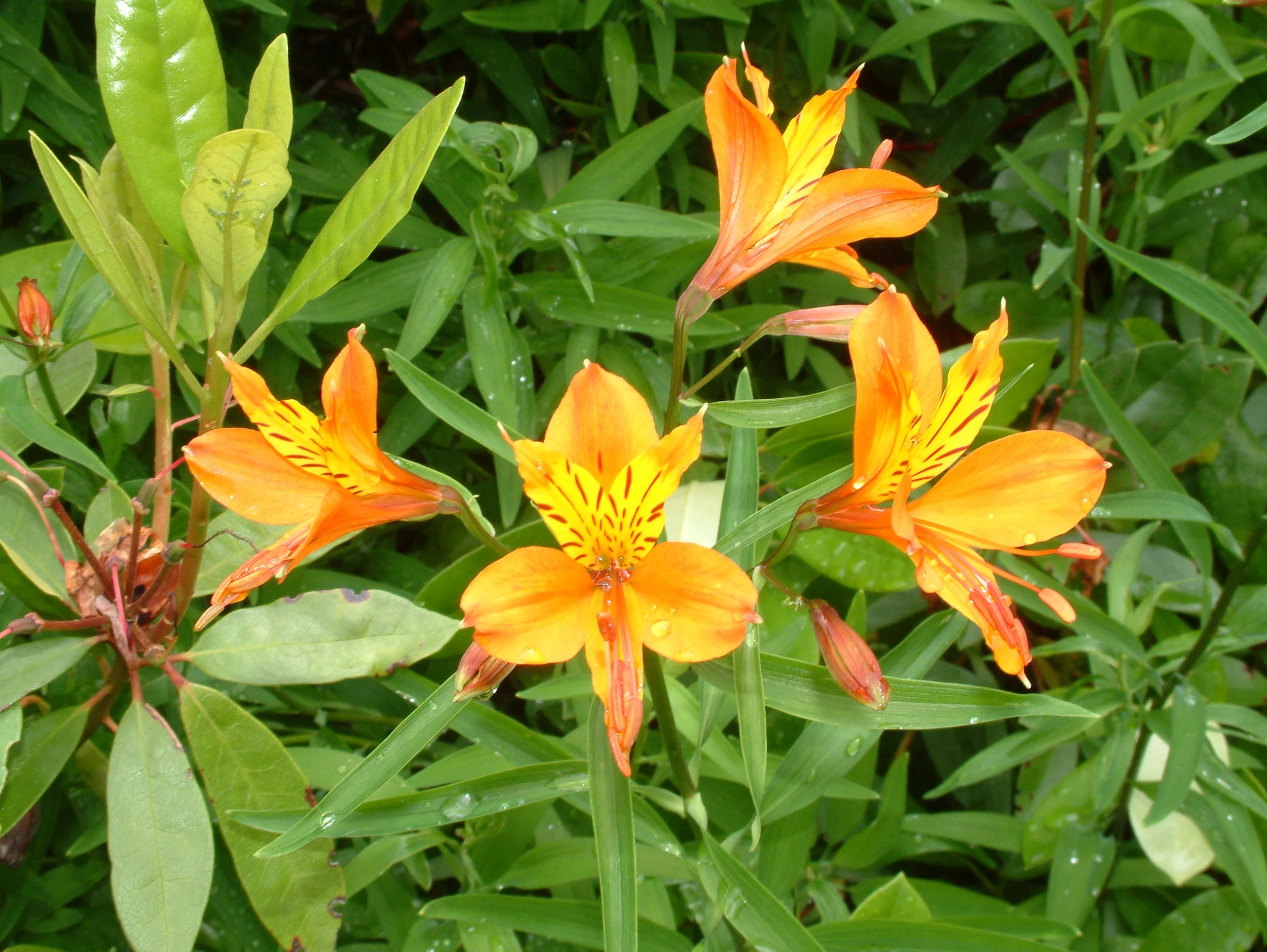 Plants (191).jpg