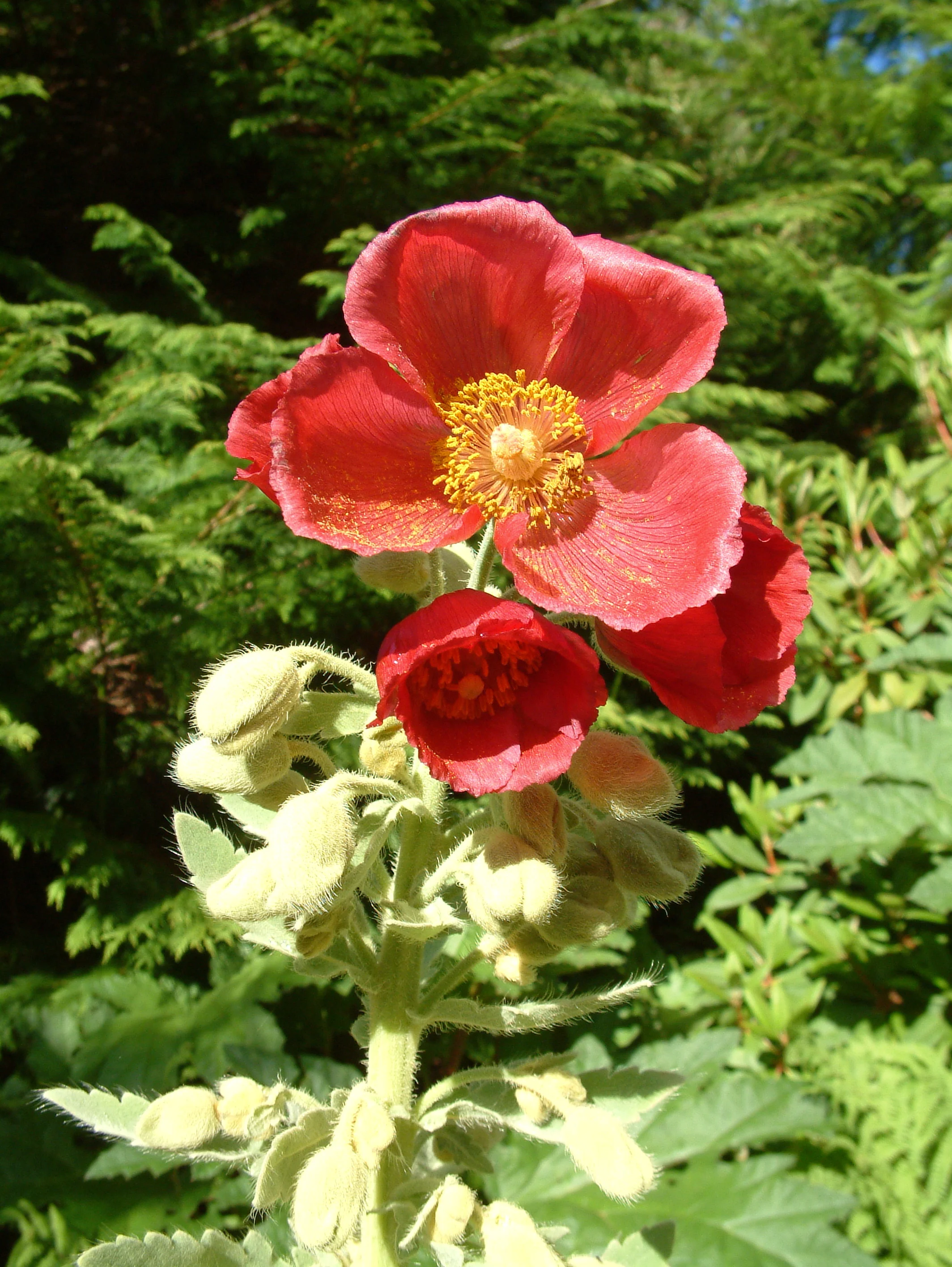 Plants (214).jpg