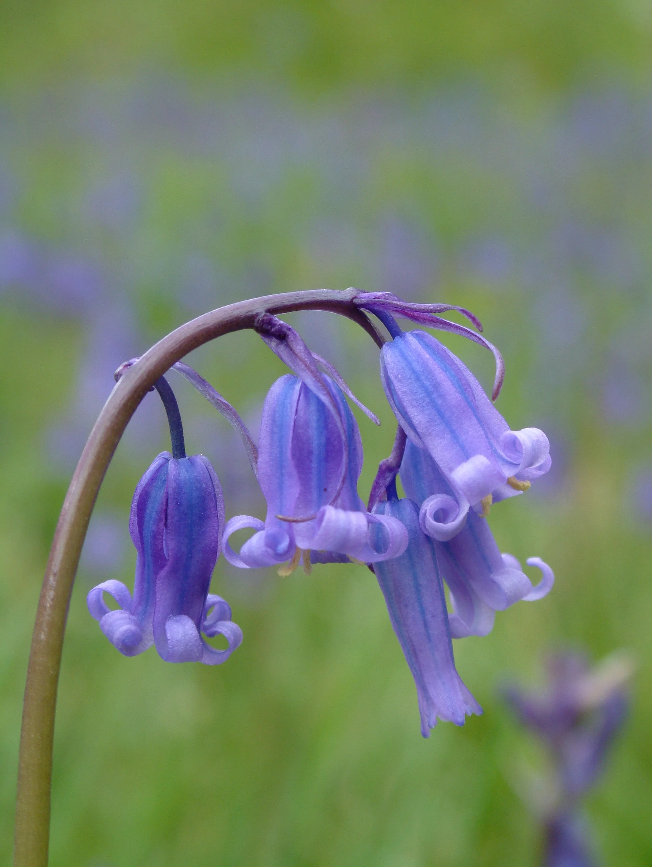 Blue bells.jpg