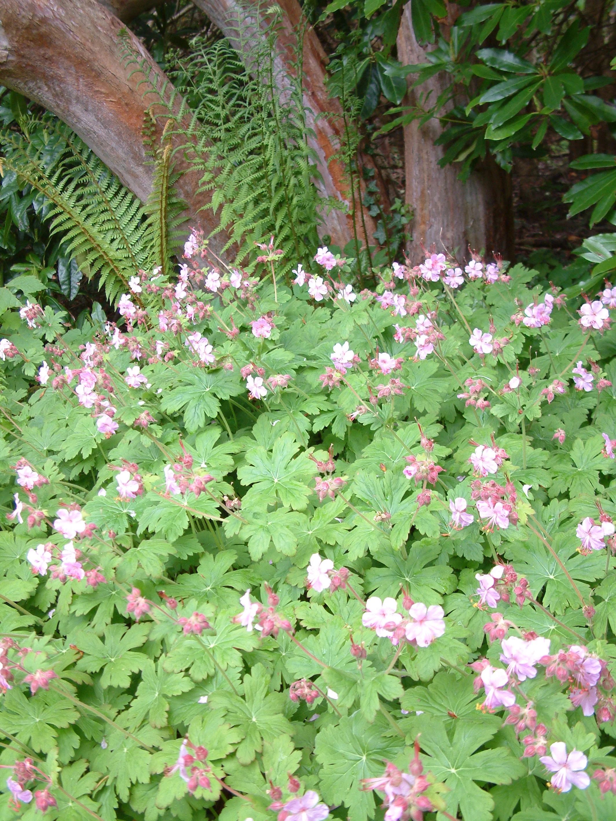 Plants (44).jpg