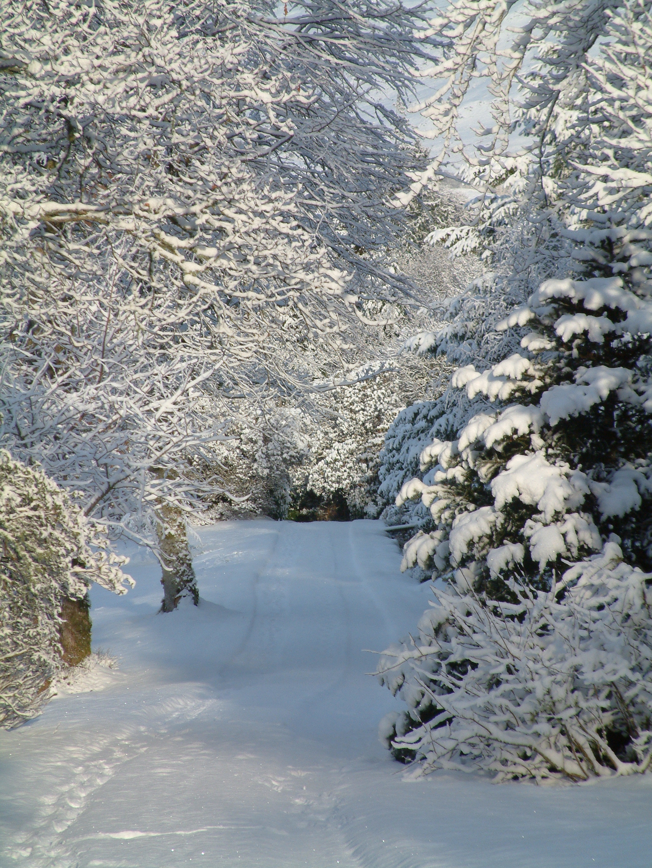 snow at attadale 2.3.06 013.jpg