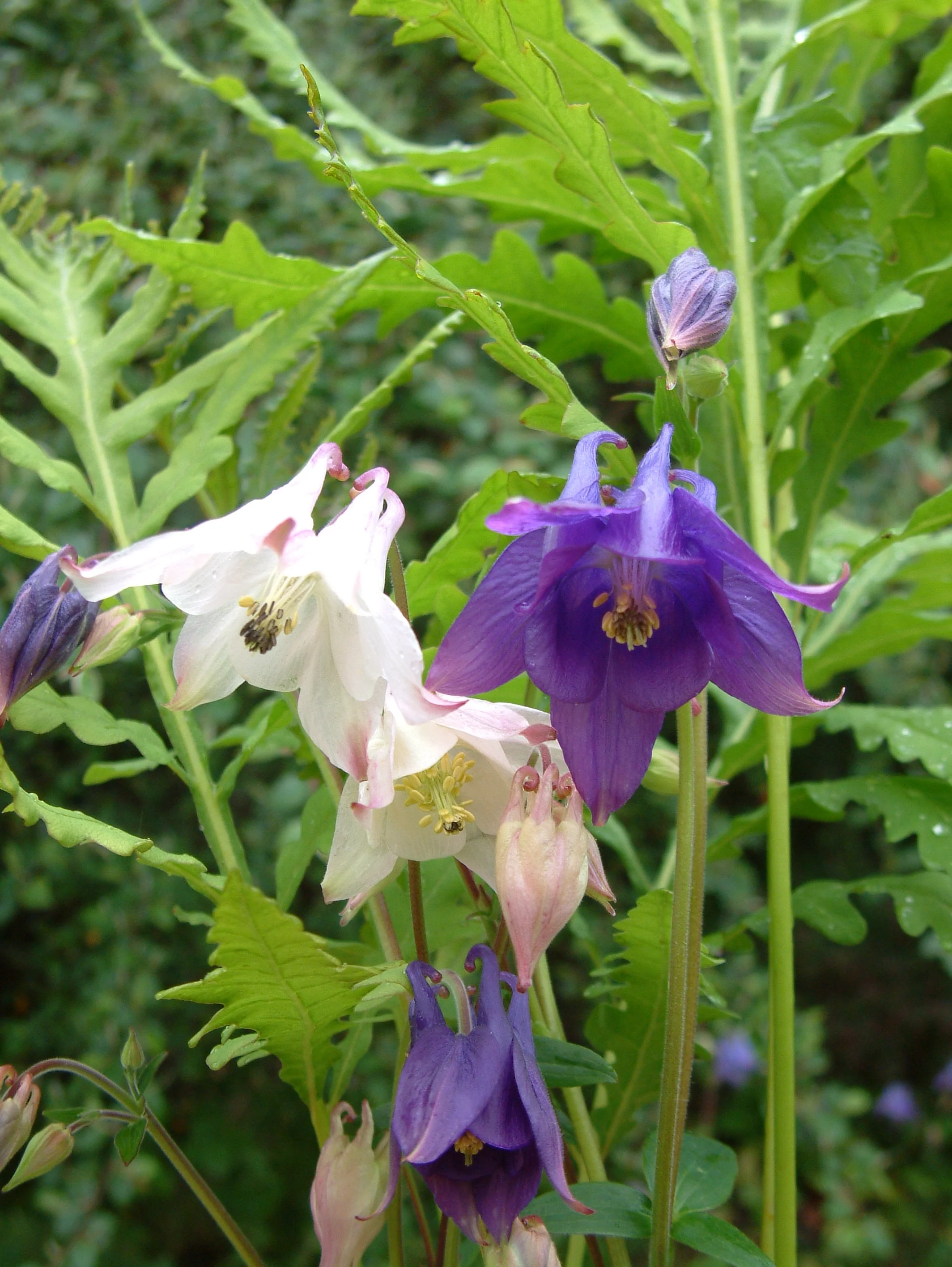 Plants (109).jpg