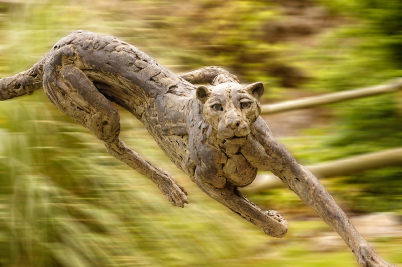 Cheetah.jpg