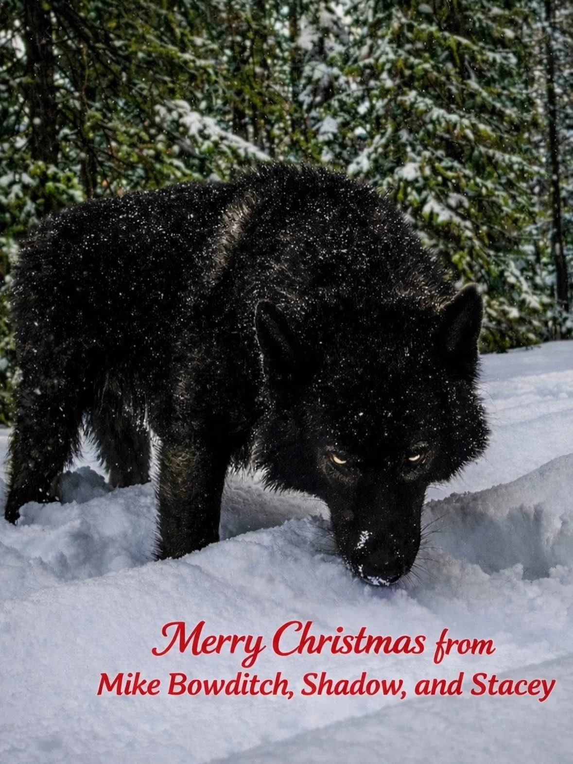 #mainechristmas #wolf #bookstagram #mysteries #crimefiction