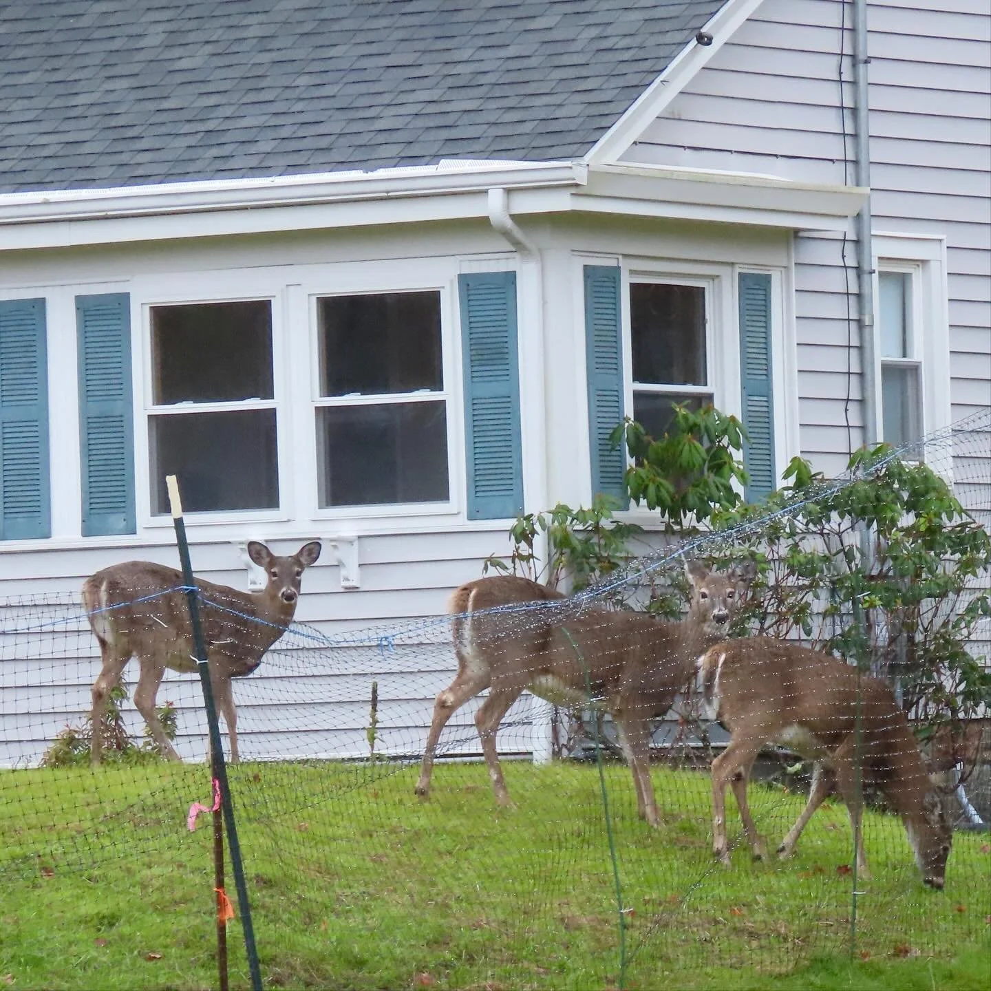 So much for that deer fence! I spent the weekend in Southwest Harbor on Mount Desert Island where hunting of deer is prohibited. As you&rsquo;d expect, the result of this rule is...a lot of deer. We saw dozens in the area between the village and Seaw