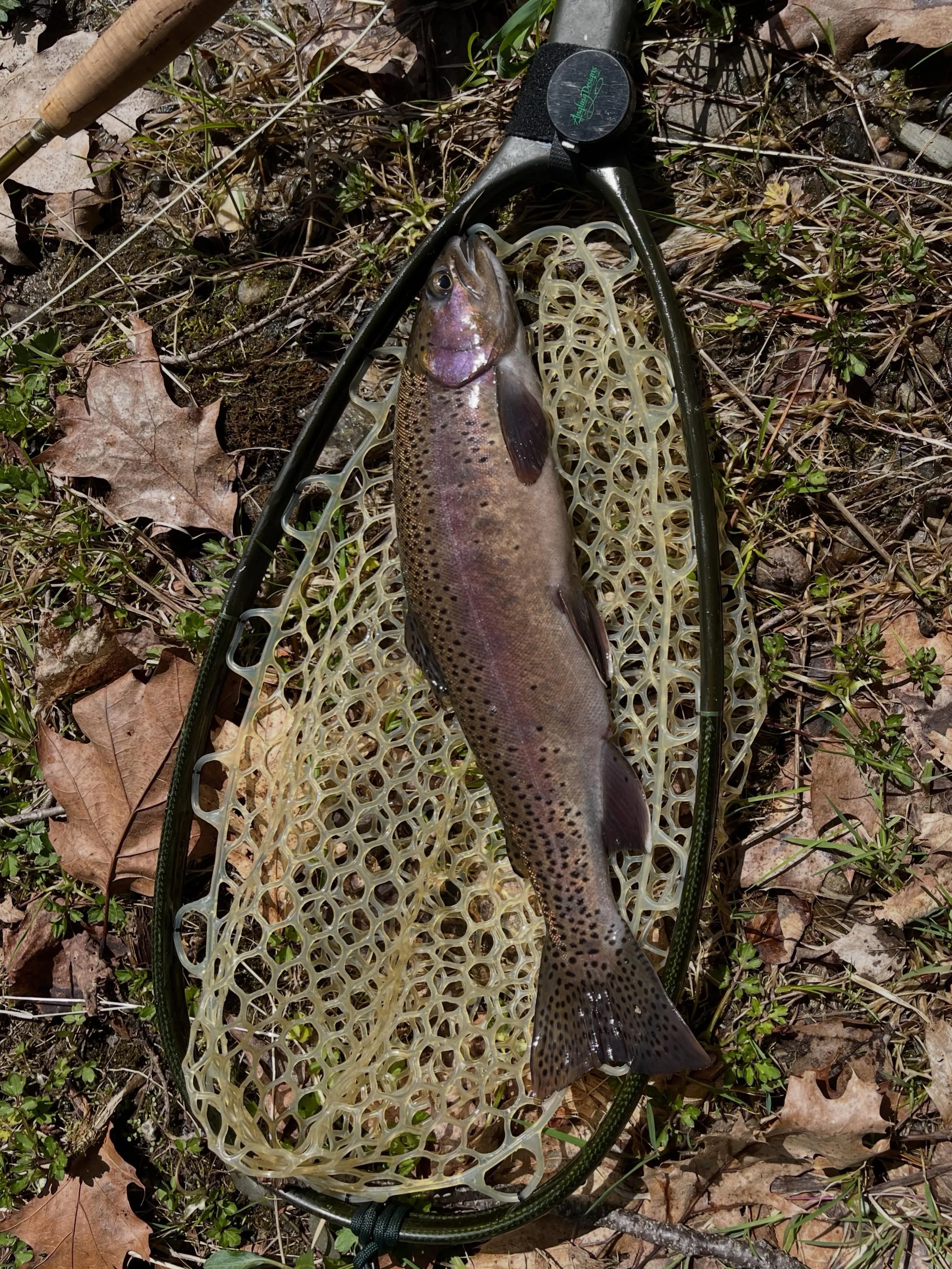 First rainbow of the spring&mdash;and on the first cast. #mainefishing #flyfishing #rainbowtroutfishing