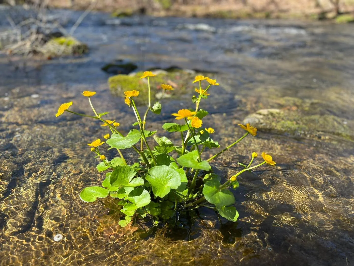 Marsh marigold growing in the river I fish most often. These are wild members of the buttercup family. Ora Stevens would tell you the greens can be saut&eacute;ed and the buds can be pickled. But don&rsquo;t eat them raw! Uncooked marsh marigolds are