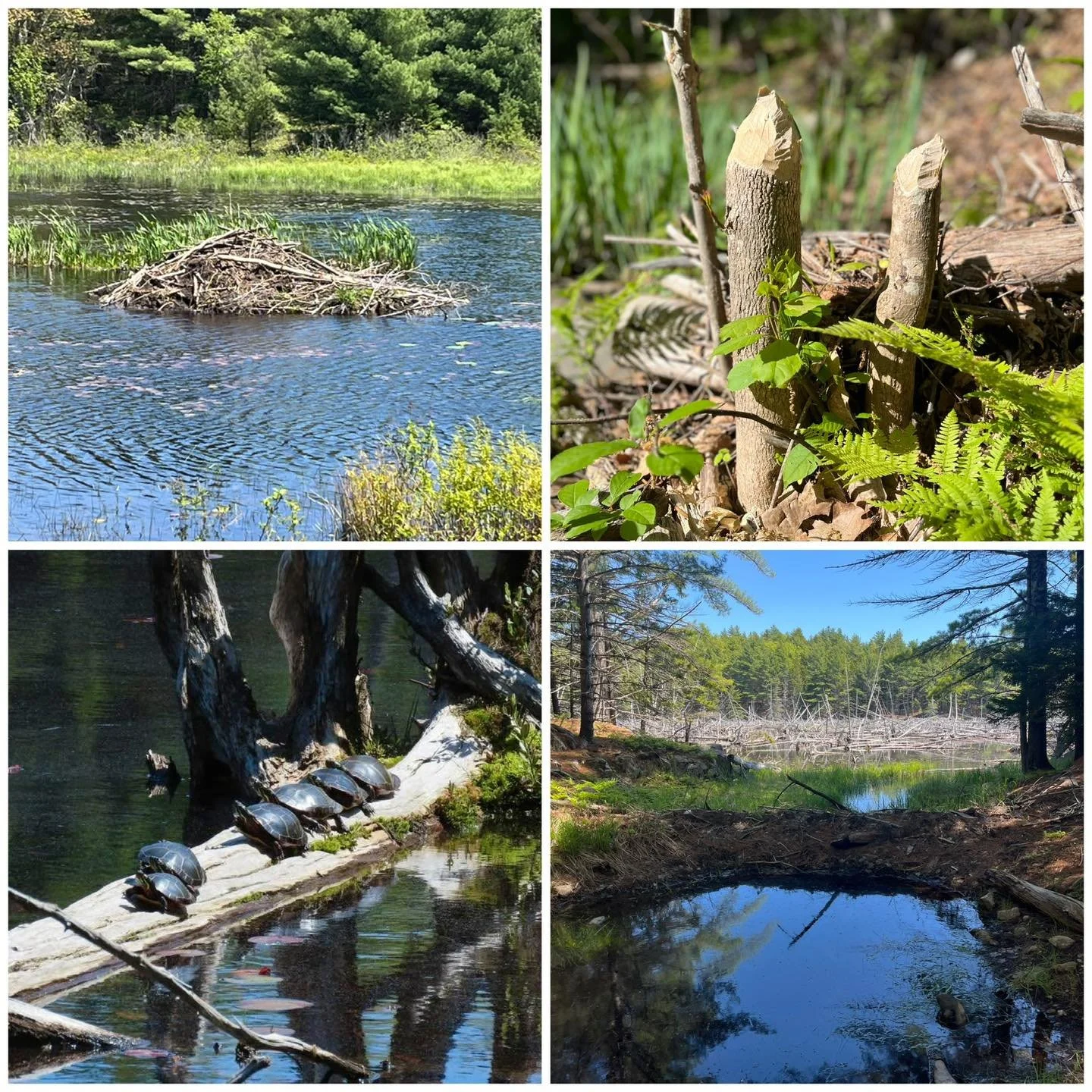 A beaver pond in Acadia on a June morning.

Fresh-gnawed stumps. A lodge. Four painted turtles lined up on a log like they own the place. A flooded snag forest gone quiet and silver in the sun.

This is the Maine that fills my head when I&rsquo;m wri