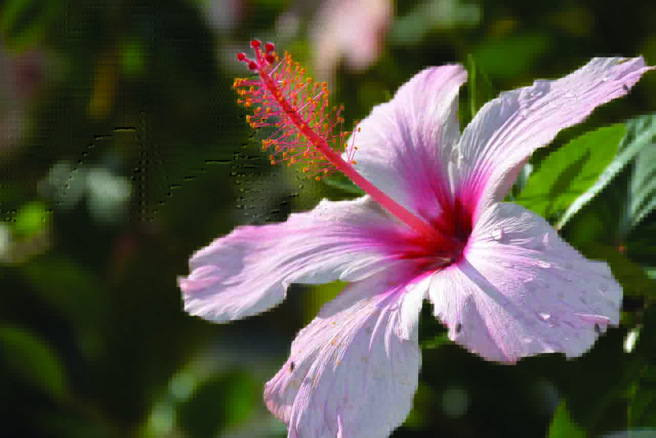 Flowers!.jpg