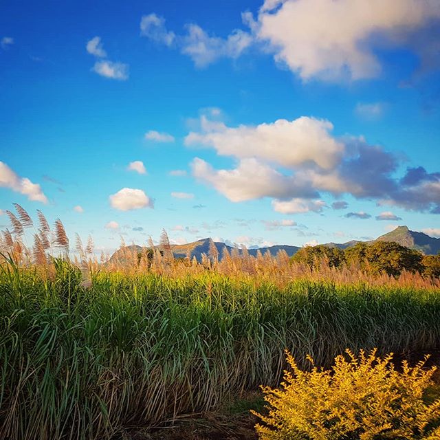 This is what winter looks like in Mauritius 🇲🇺 Keep the pace! 🚶 🍃 ///////////////////////////////////////////
Please follow ///////////////////////
////////////////////////////////////////// #travel #traveler
#traveling #travelgram #travelblog #t