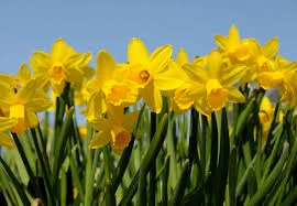 dafs.jpeg