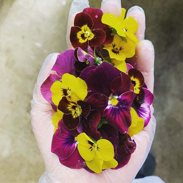 Grown in our very own garden, beautiful flowers for our beautiful pastries 🥮 🌸 #fraserhood #yvrfoodie #familybusiness #yvreats #batardbakery  #edibleflowers #bakedfromscratch