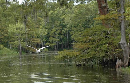 The verdure of the Big Thicket, a naturally green and lively area of Texas not far from me.