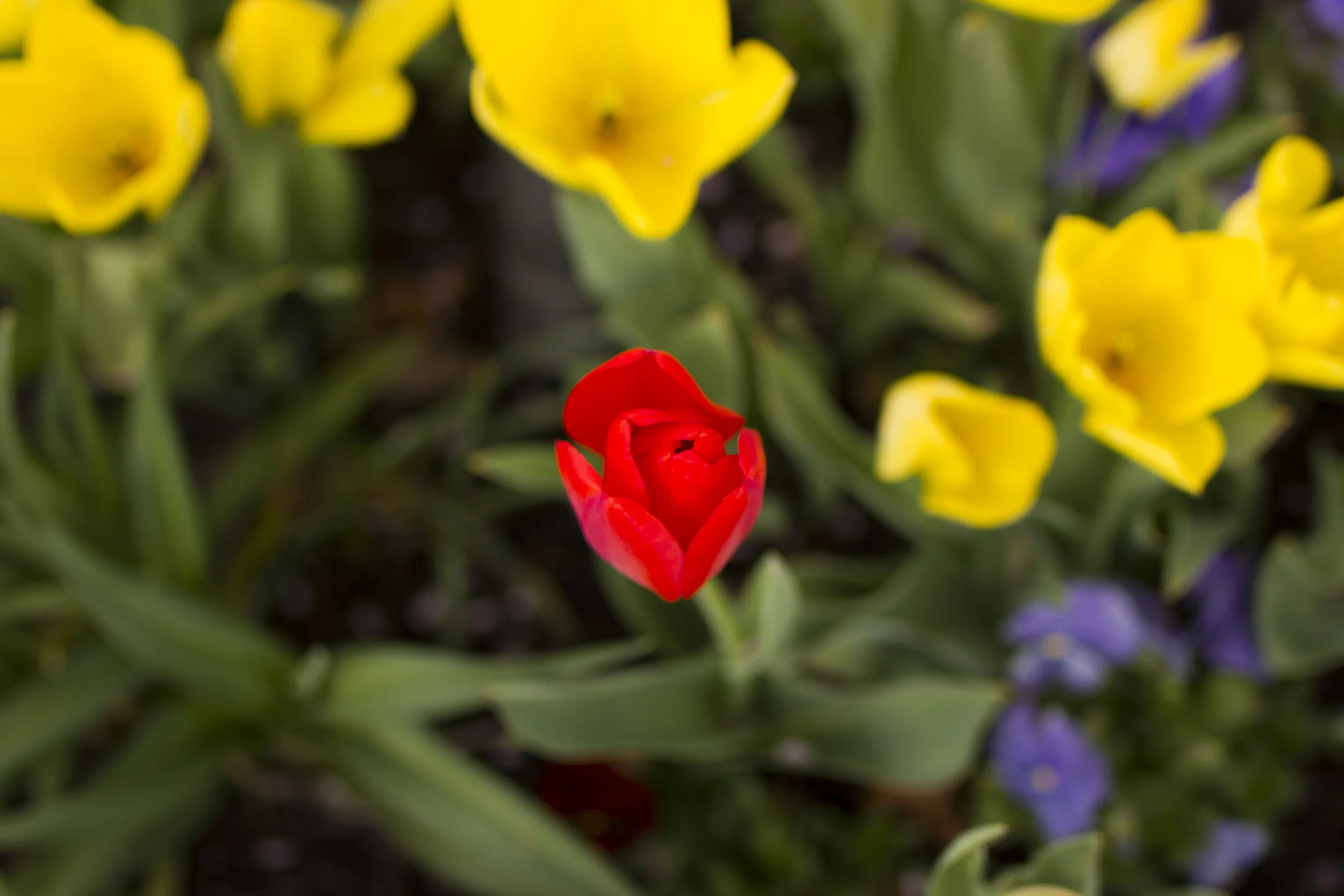 17_Tulips01-IMG_1533.jpg