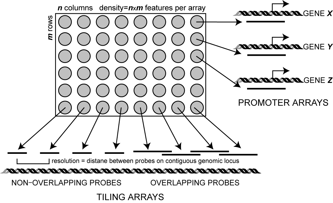 tiling and promoter array designs