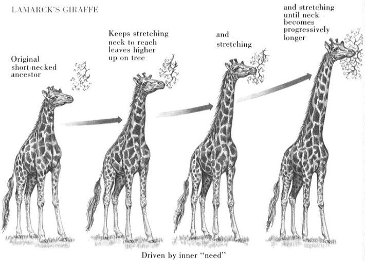 giraffe_lamark.jpg