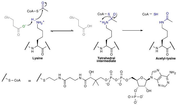 Acetylation.jpg