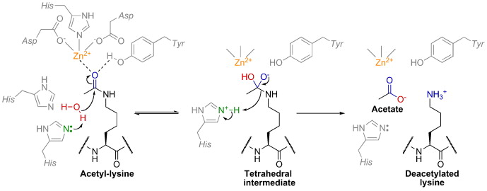 Deacetylation.jpg