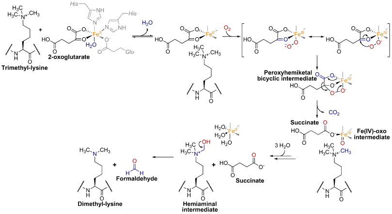 Demethylation2.jpg